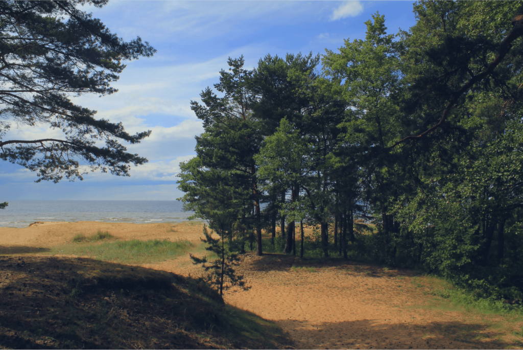 «Сюда хочется вернуться»: почему предприниматель Иван Писарев развивает бизнес в Сосновом Бору