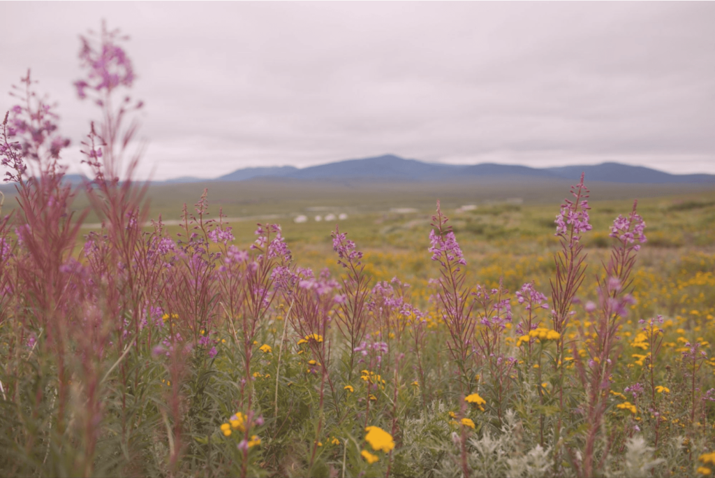 Город для романтиков Прогулка по Певеку: город ромашек, ветров и полярных ночей