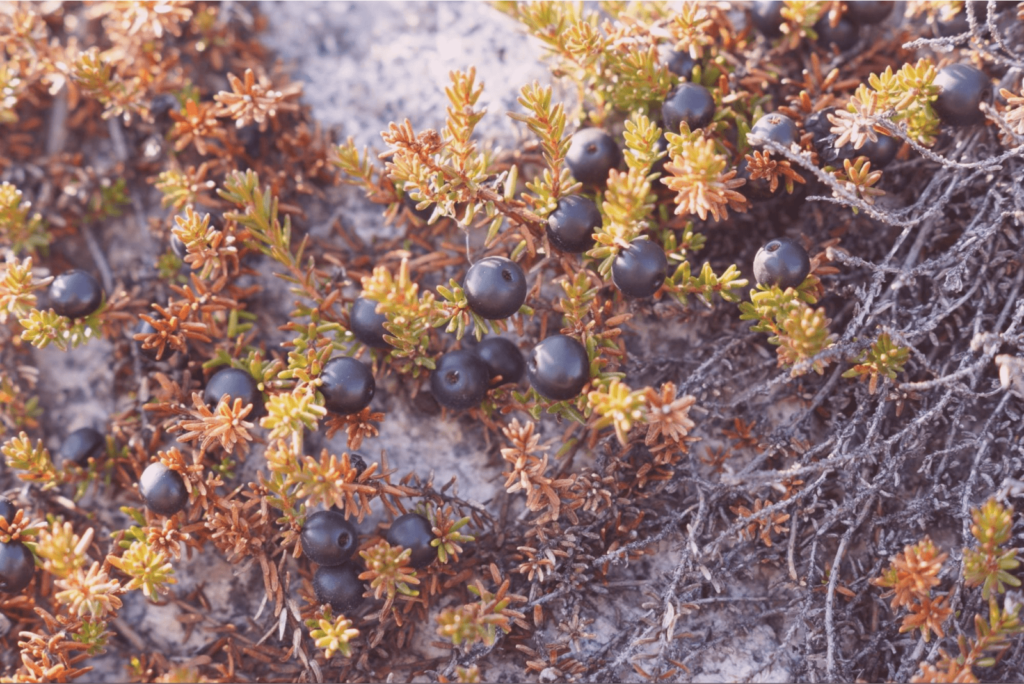 Город для романтиков Прогулка по Певеку: город ромашек, ветров и полярных ночей