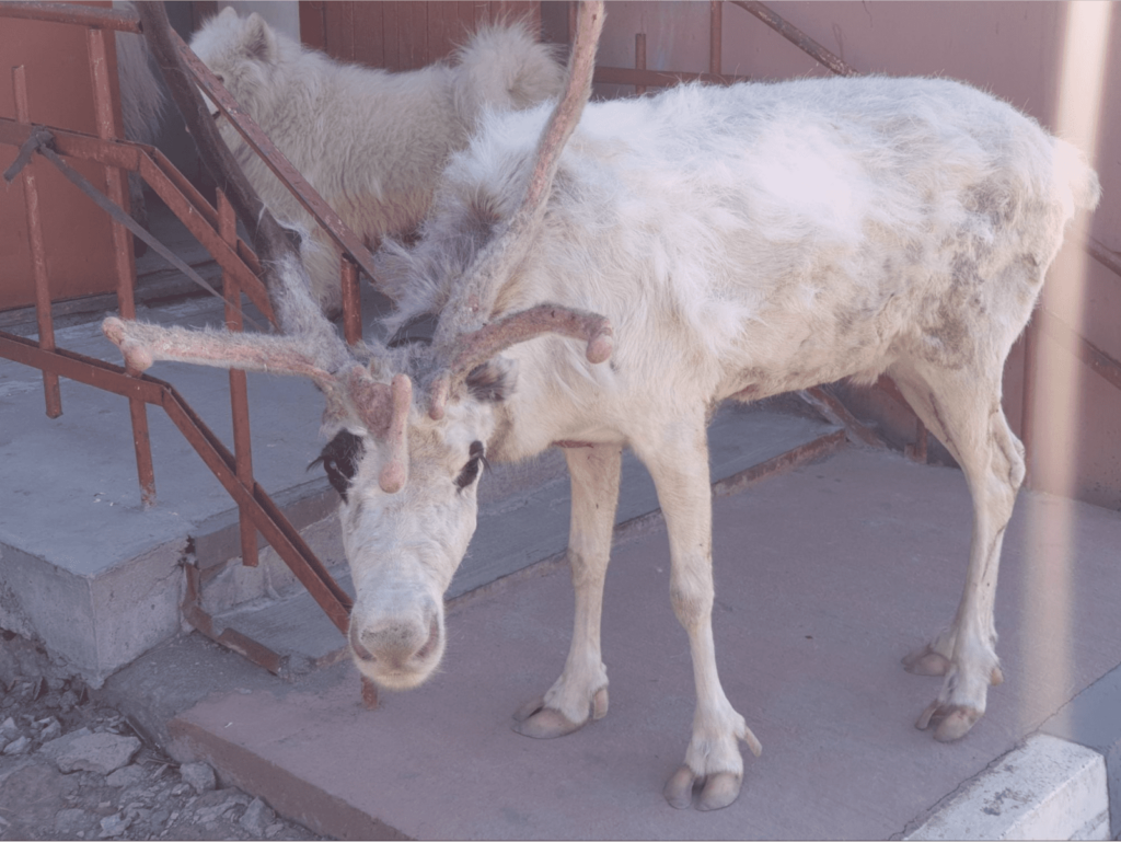 Город, в который приходят оленеводы Прогулка по Певеку: город ромашек, ветров и полярных ночей