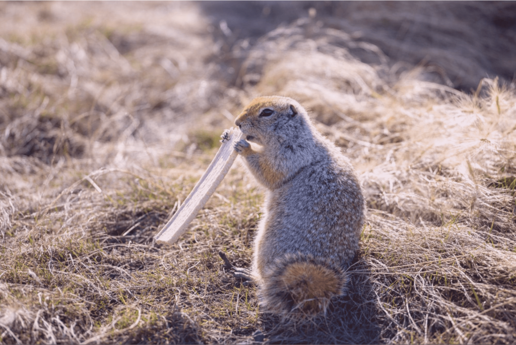 Город, в который приходят оленеводы Прогулка по Певеку: город ромашек, ветров и полярных ночей