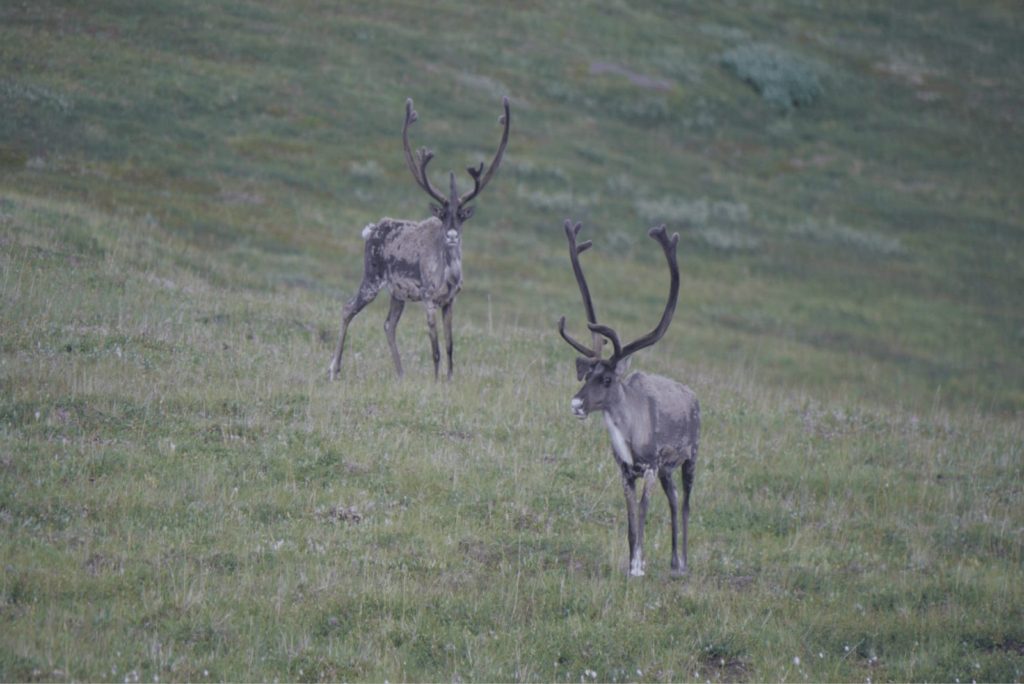 Чем заняться в Билибино Как живёт и работает инженер Билибинской АЭС на Чукотке