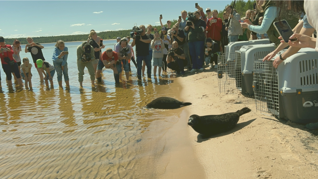 Краснокнижные животные Как атомная станция стала спасителем для нерпят