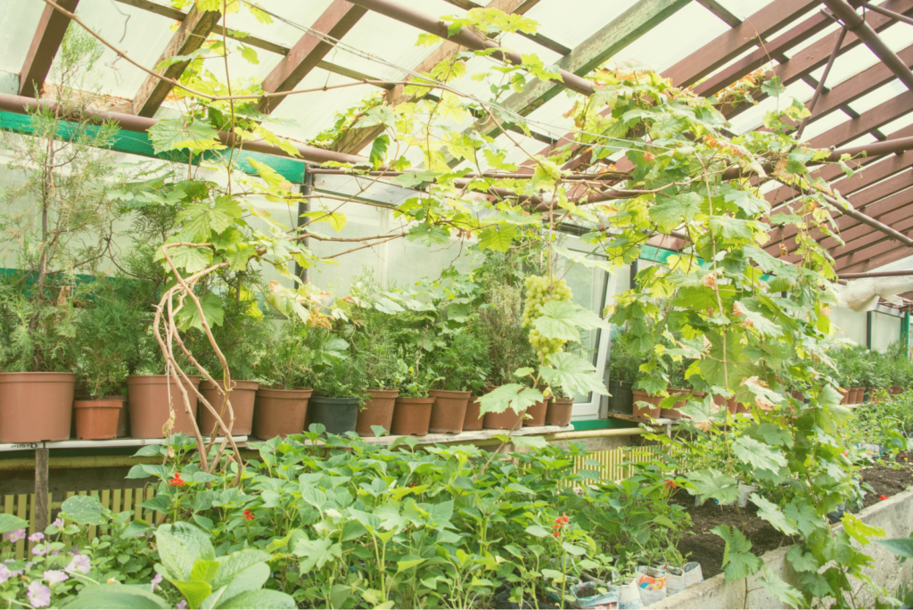 Овощи из атомного города: никаких сверхспособностей, только витамины