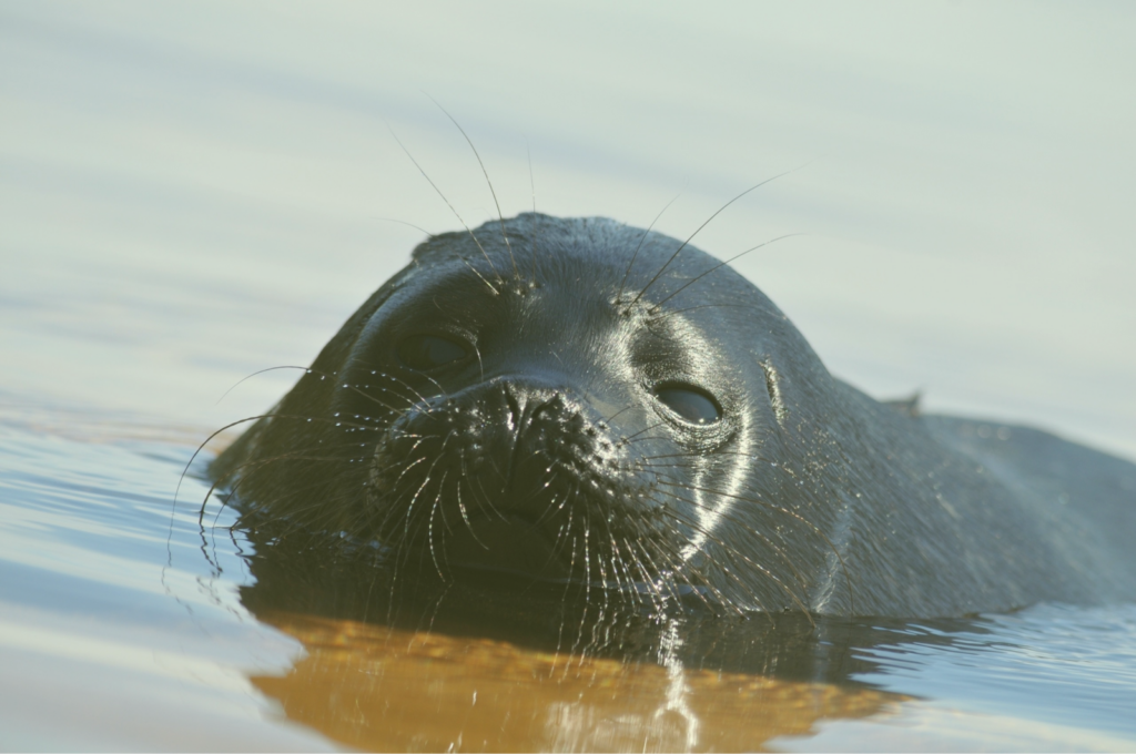 Краснокнижные животные Как атомная станция стала спасителем для нерпят
