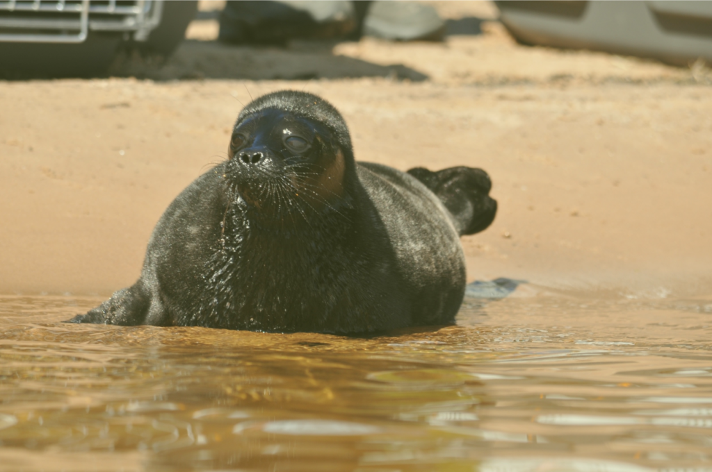Зоологи спешат на помощь Как атомная станция стала спасителем для нерпят