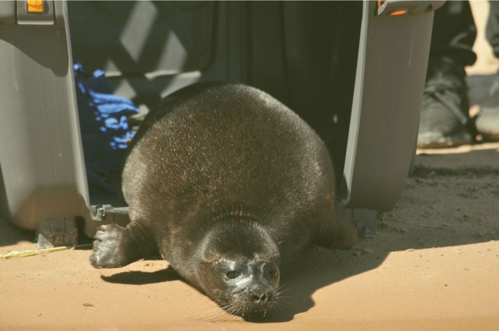 Фонд — история спасения Как атомная станция стала спасителем для нерпят