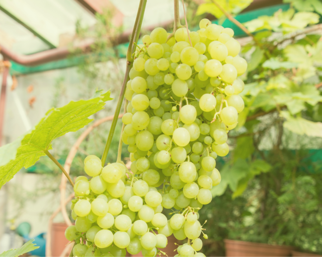 Овощи из атомного города: никаких сверхспособностей, только витамины