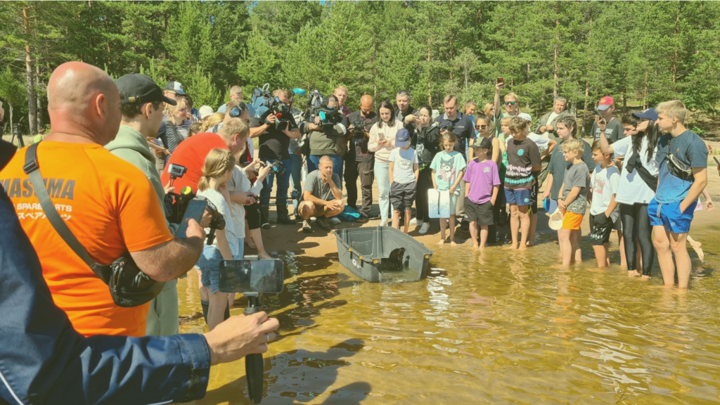 Свои «Алые паруса» на Ладожском озере Как атомная станция стала спасителем для нерпят
