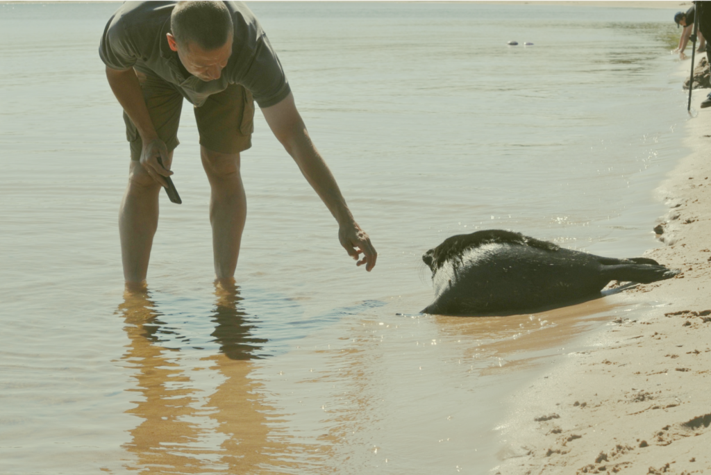 Атомная помощь для самых беззащитных Как атомная станция стала спасителем для нерпят