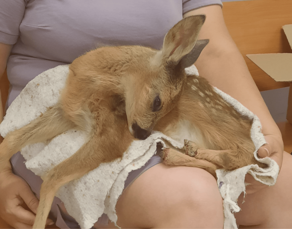 Как в старом австрийском романе: чудесная история спасения волгодонского Бэмби