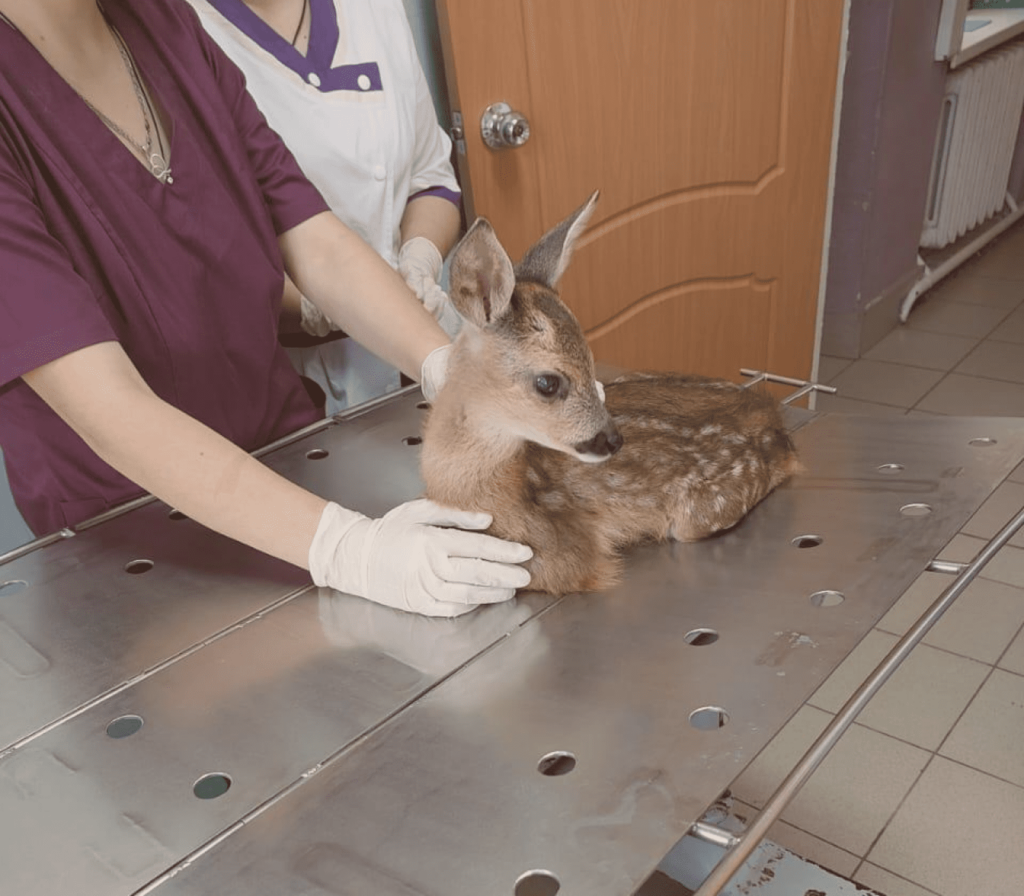 Как в старом австрийском романе: чудесная история спасения волгодонского Бэмби