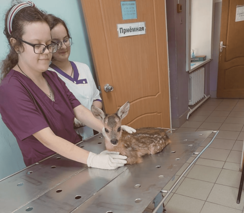 Как в старом австрийском романе: чудесная история спасения волгодонского Бэмби