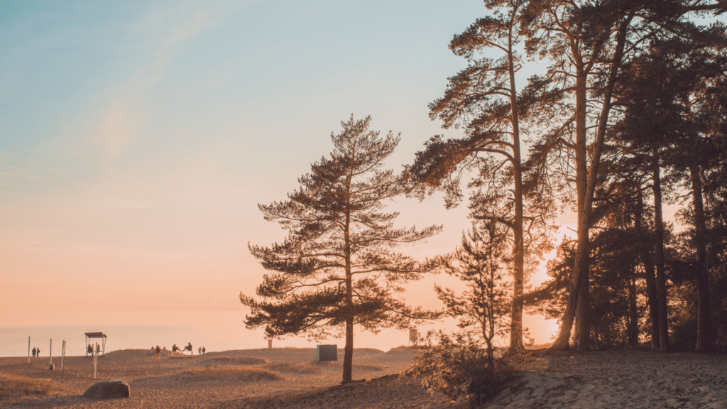 Искупаться и позагорать — пляж Липово Выходные в Сосновом Бору. 8 мест, которые стоит посетить