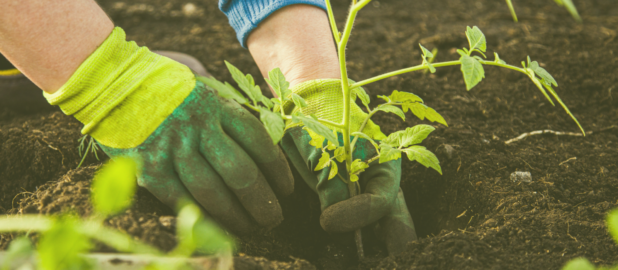 Овощи из атомного города: никаких сверхспособностей, только витамины