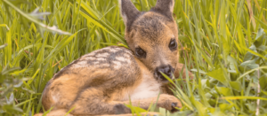 Как в старом австрийском романе: чудесная история спасения волгодонского Бэмби