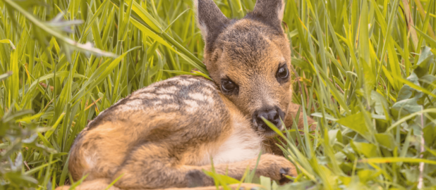 Как в старом австрийском романе: чудесная история спасения волгодонского Бэмби
